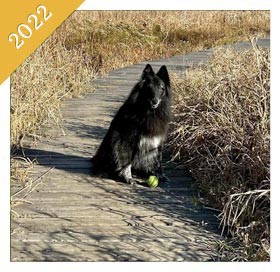 The same dog on boardwalk with tennis ball in 2022