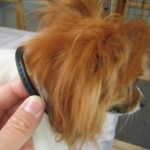 Small Breed Rolled Buckle Collar - Image 2