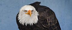 American bald eagle looking majestic